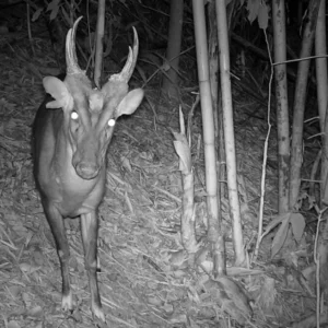 Rare wildlife species found in Cambodian national park