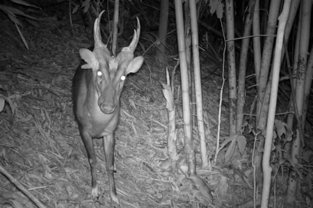 Rare wildlife species found in Cambodian national park